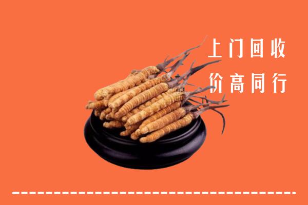 附近收购：蓟州区冬虫夏草回收多少钱每克